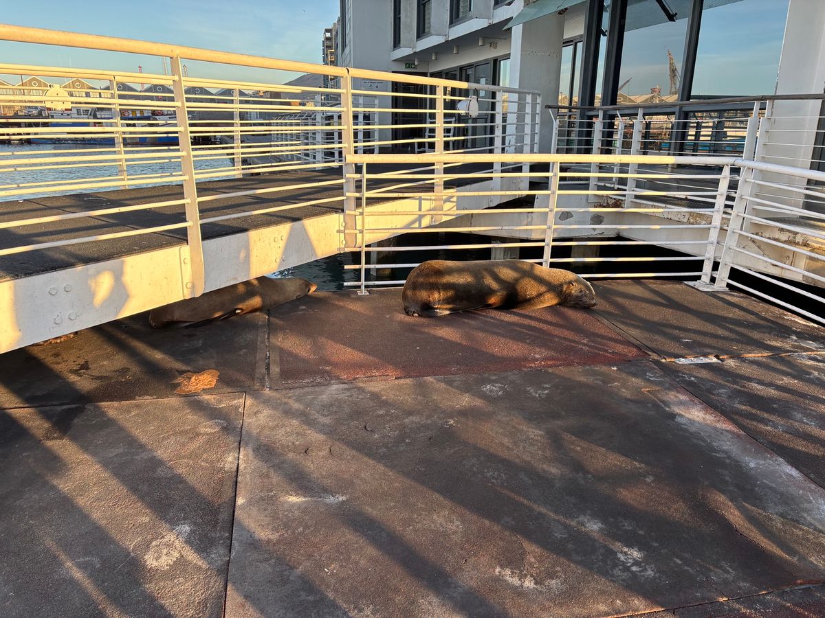 ロベン島から船で帰って来ると、アザラシたちがお出迎えをしてくれました。明日...