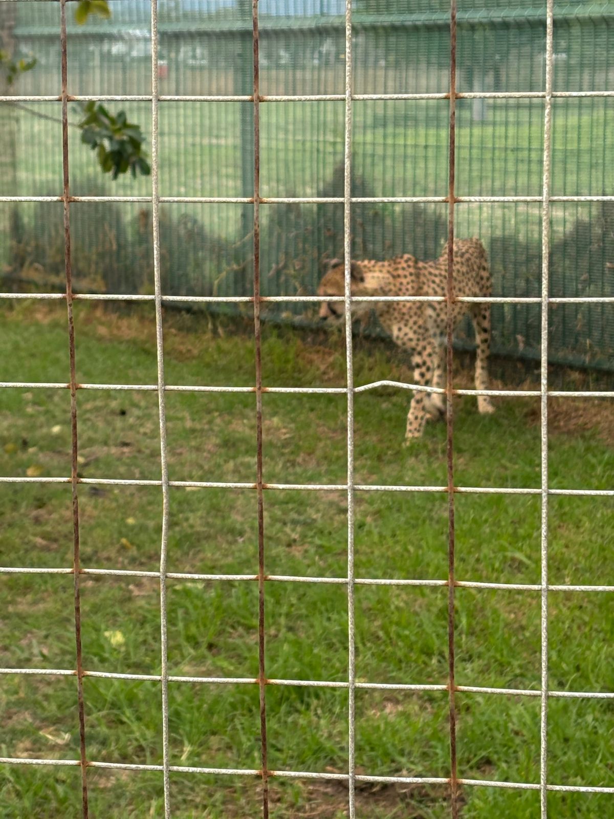 Cheetah Outreachへ行きました。保護されたチーターが飼育され...