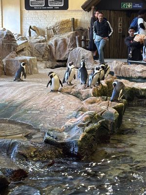 two ocean aquariumに行きました。ケープペンギンが目玉です。