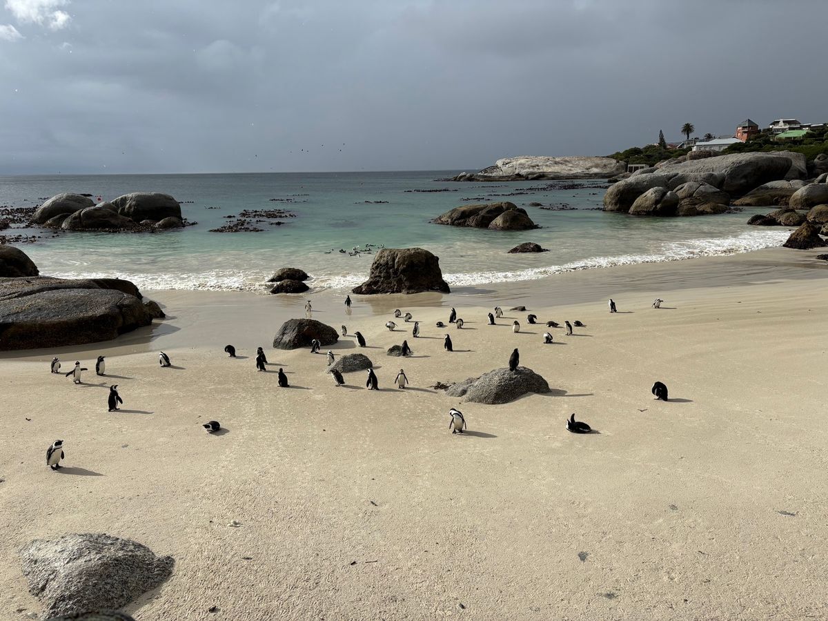 ボルダーズビータでペンギンを見ました。雨が降っていたので、人は少なくすぐに...