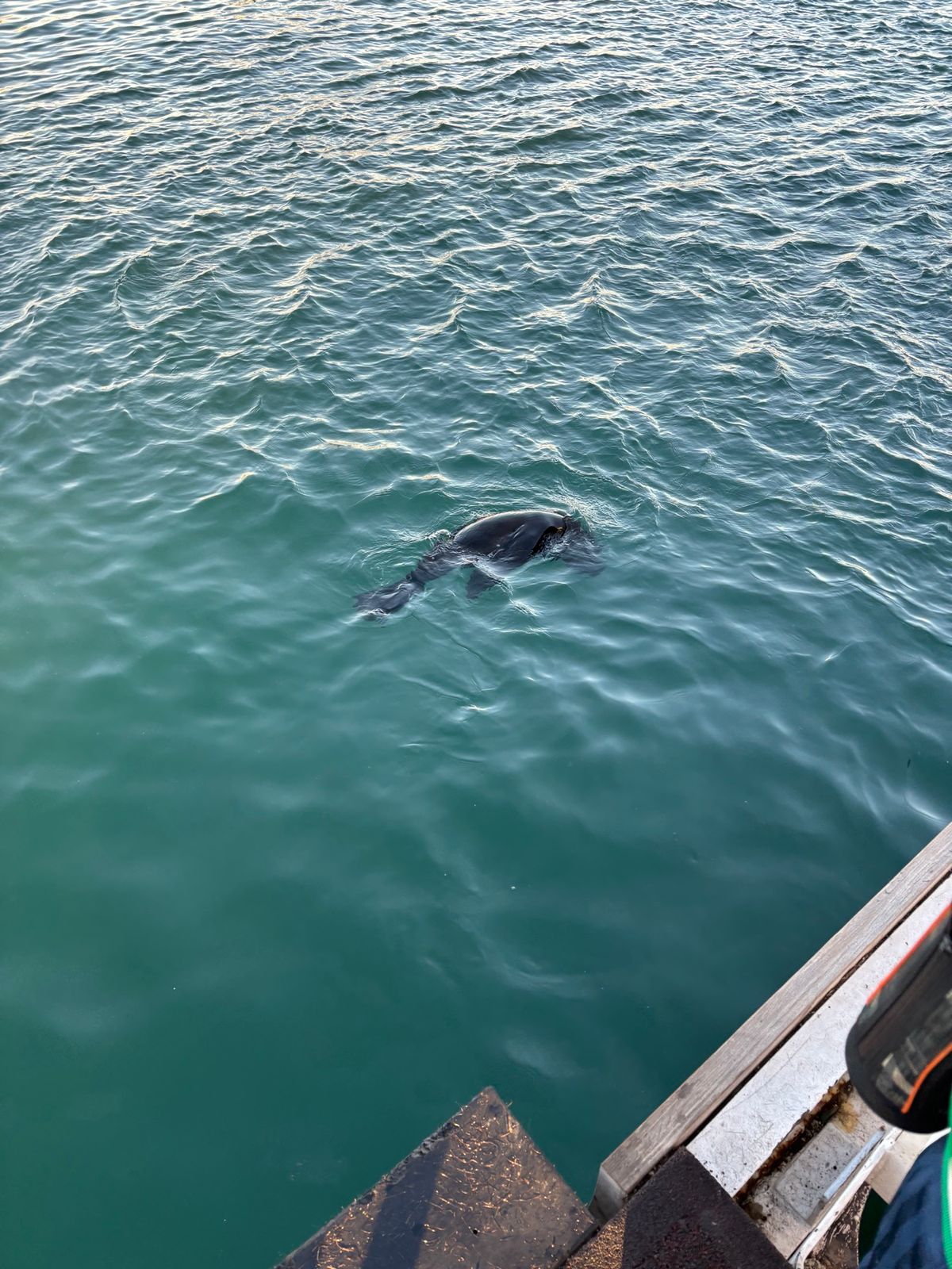 ロベン島から船で帰って来ると、アザラシたちがお出迎えをしてくれました。明日...