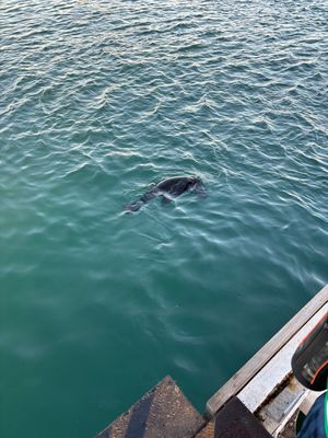 ロベン島から船で帰って来ると、アザラシたちがお出迎えをしてくれました。明日...