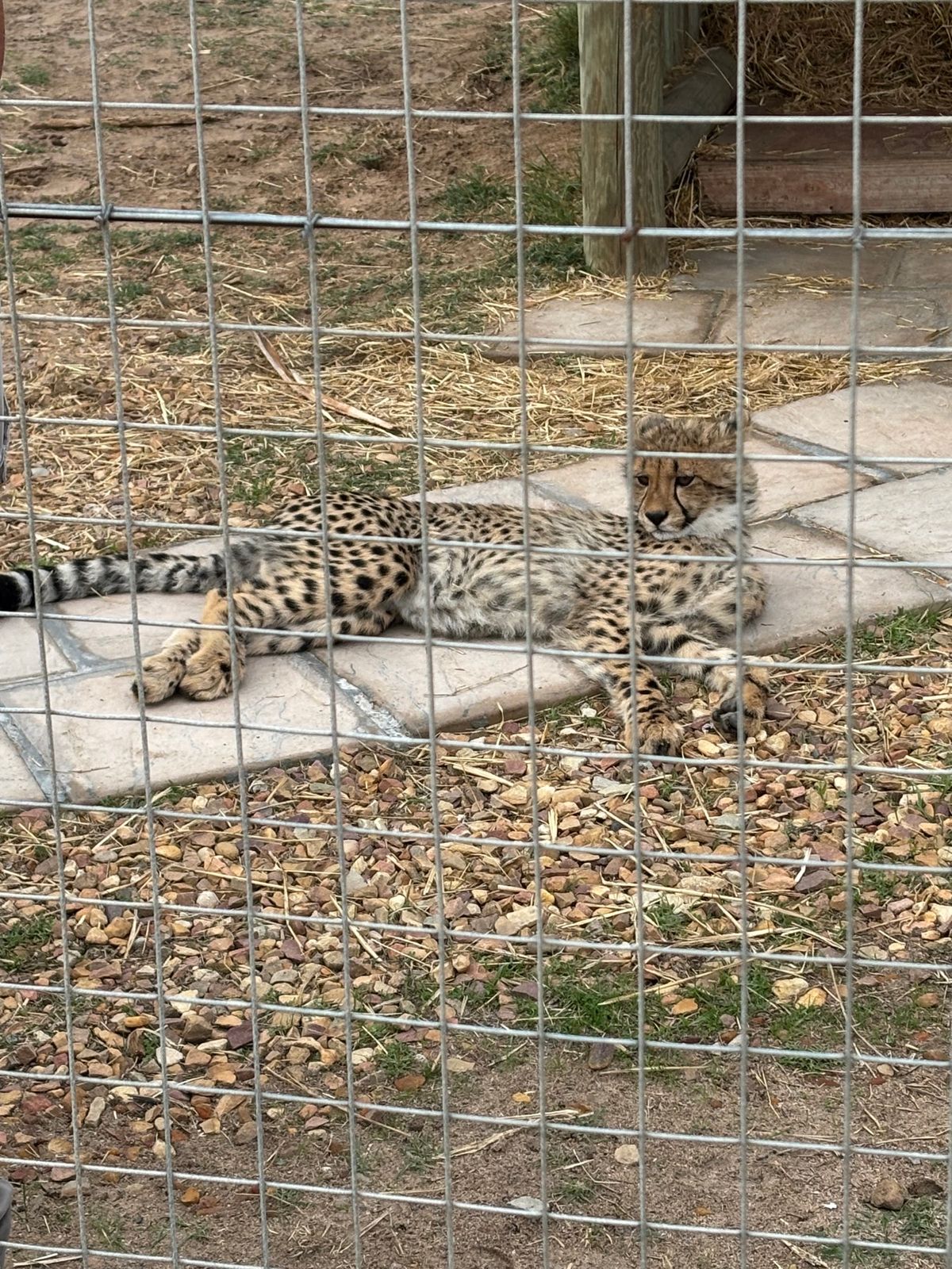 Cheetah Outreachへ行きました。保護されたチーターが飼育され...