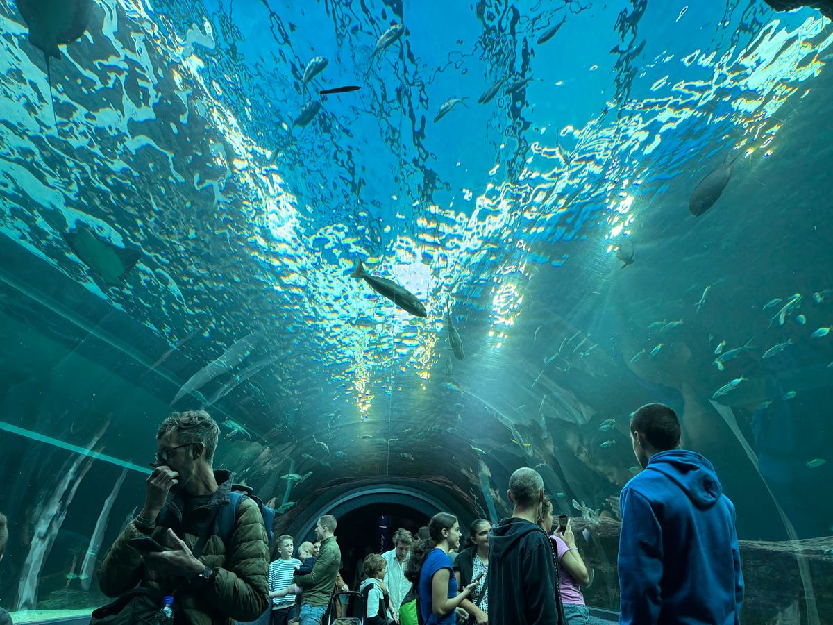 two ocean aquariumに行きました。ケープペンギンが目玉です。