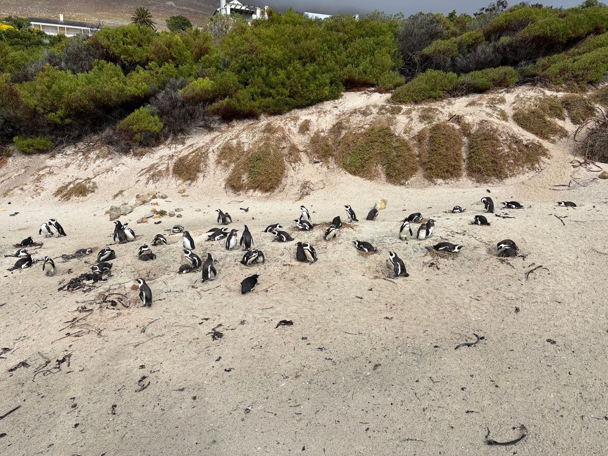 ボルダーズビータでペンギンを見ました。雨が降っていたので、人は少なくすぐに...
