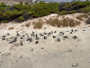 ボルダーズビータでペンギンを見ました。雨が降っていたので、人は少なくすぐに...