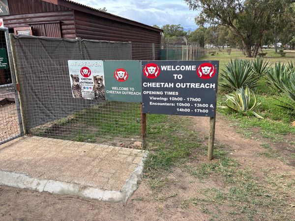 南アフリカ・喜望峰「ケープタウン旅行」の写真：Cheetah Outreachへ行きま...