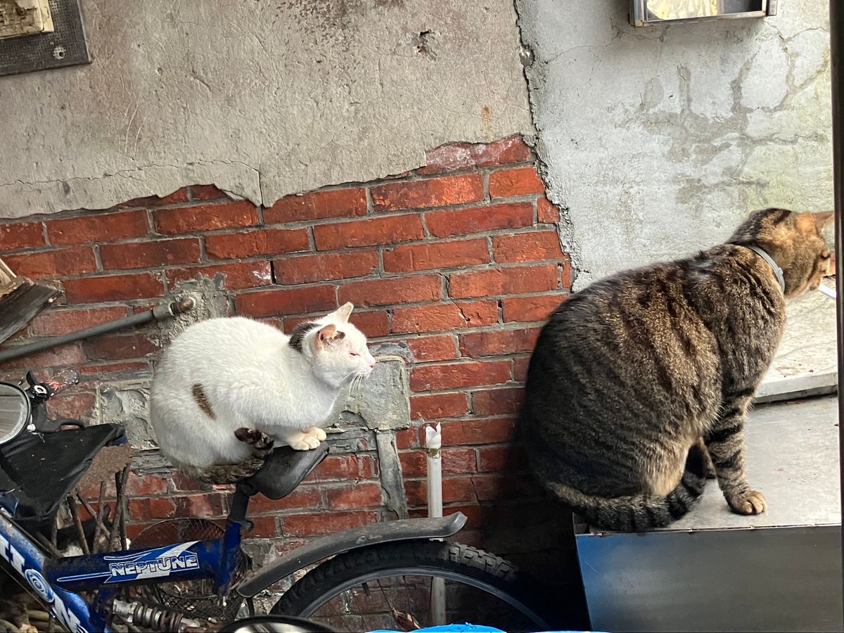 猫村
あいにくの天気で、あまり姿を見かけず、残念。