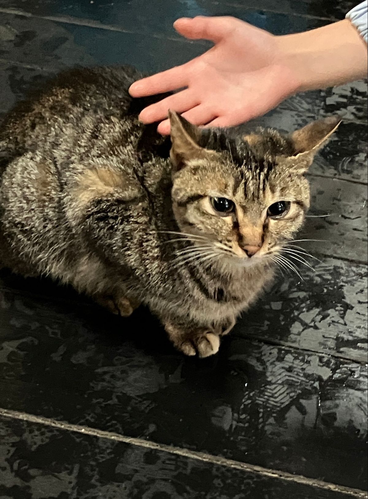 猫村
あいにくの天気で、あまり姿を見かけず、残念。