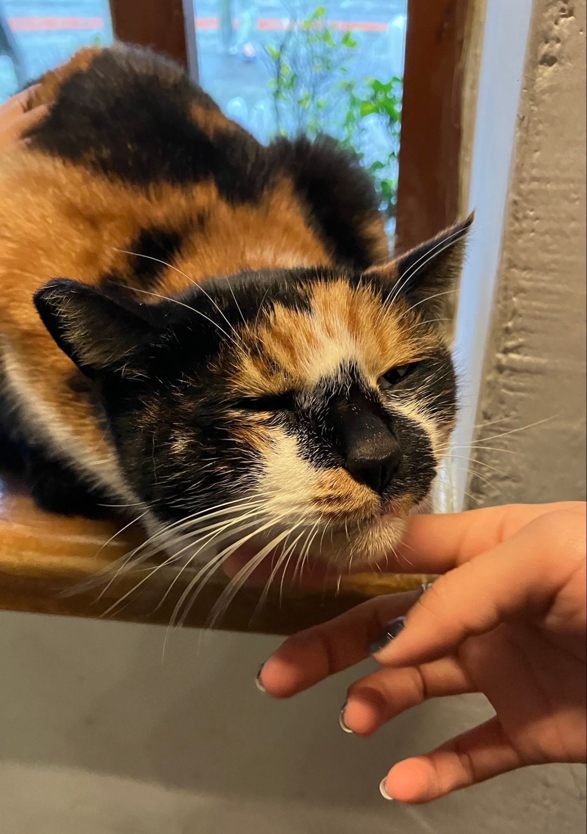 猫村
あいにくの天気で、あまり姿を見かけず、残念。