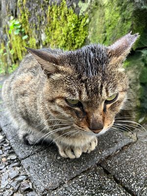 猫村
あいにくの天気で、あまり姿を見かけず、残念。