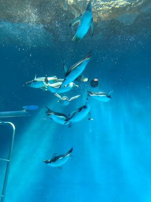 ペンギン水族館
本当にペンギンだらけの水族館。
お散歩もあるし、バックヤー...