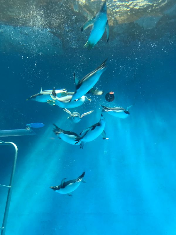 日本・長崎県「三世代旅行/長崎」の写真：ペンギン水族館
本当にペンギンだらけの水...