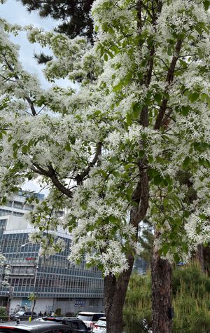 ソウル明洞聖堂
道中の街路樹には、白い花が満開。
とても綺麗でした。何の樹...
