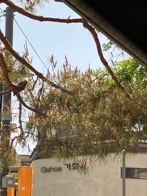 景福宮
韓服を着た観光客の多いこと！
そして松の花粉の多いこと！！
アレル...