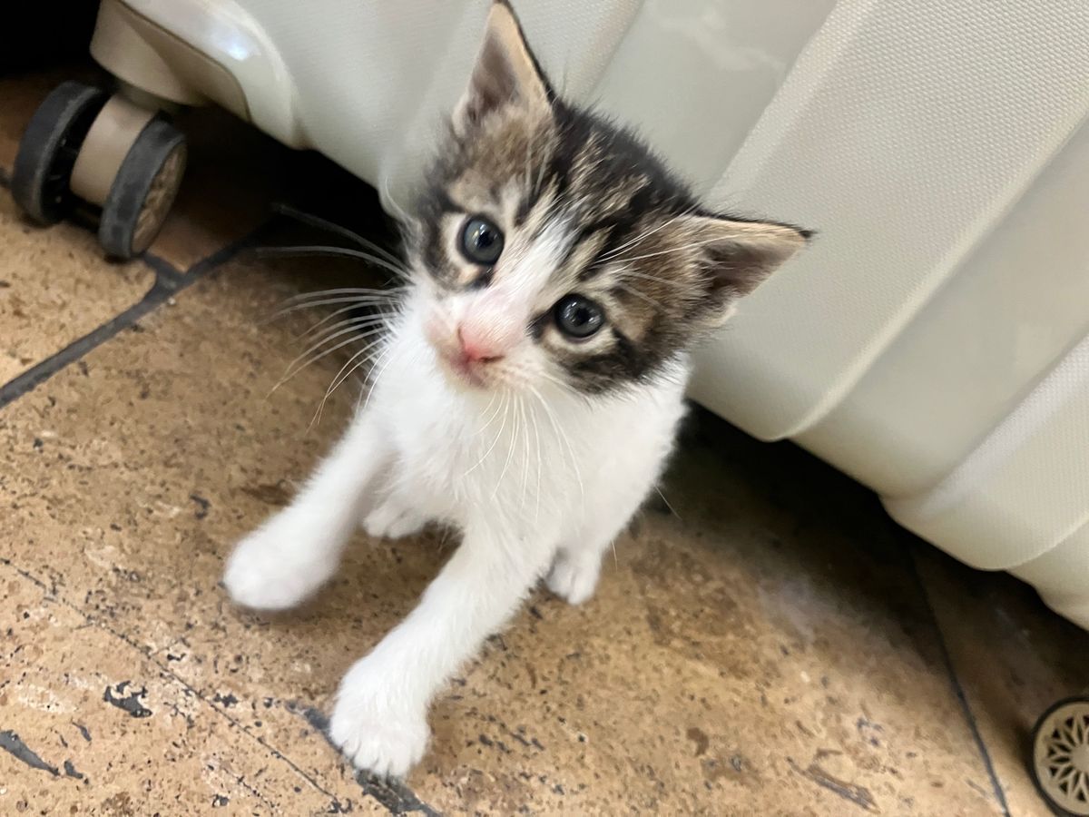 グランバザール
エジプシャンバザールに比べると、とても広い。ですが品揃えは...