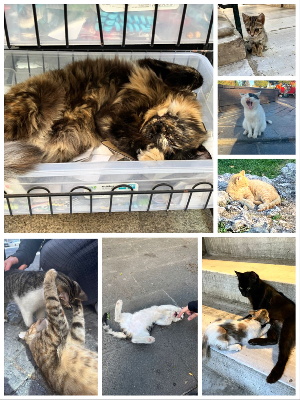 猫だらけ　　 ※写真はごく一部！
イスタンブール、本当に猫がたくさんいまし...