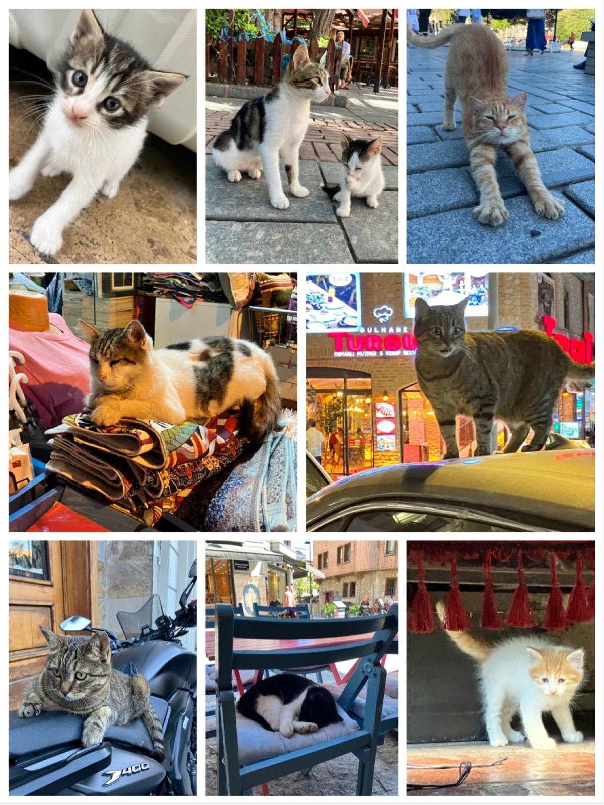 猫だらけ　　 ※写真はごく一部！
イスタンブール、本当に猫がたくさんいまし...
