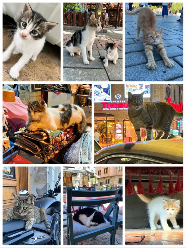 トルコ「イスタンブール&アテネ」の写真：猫だらけ　　 ※写真はごく一部！
イスタ...