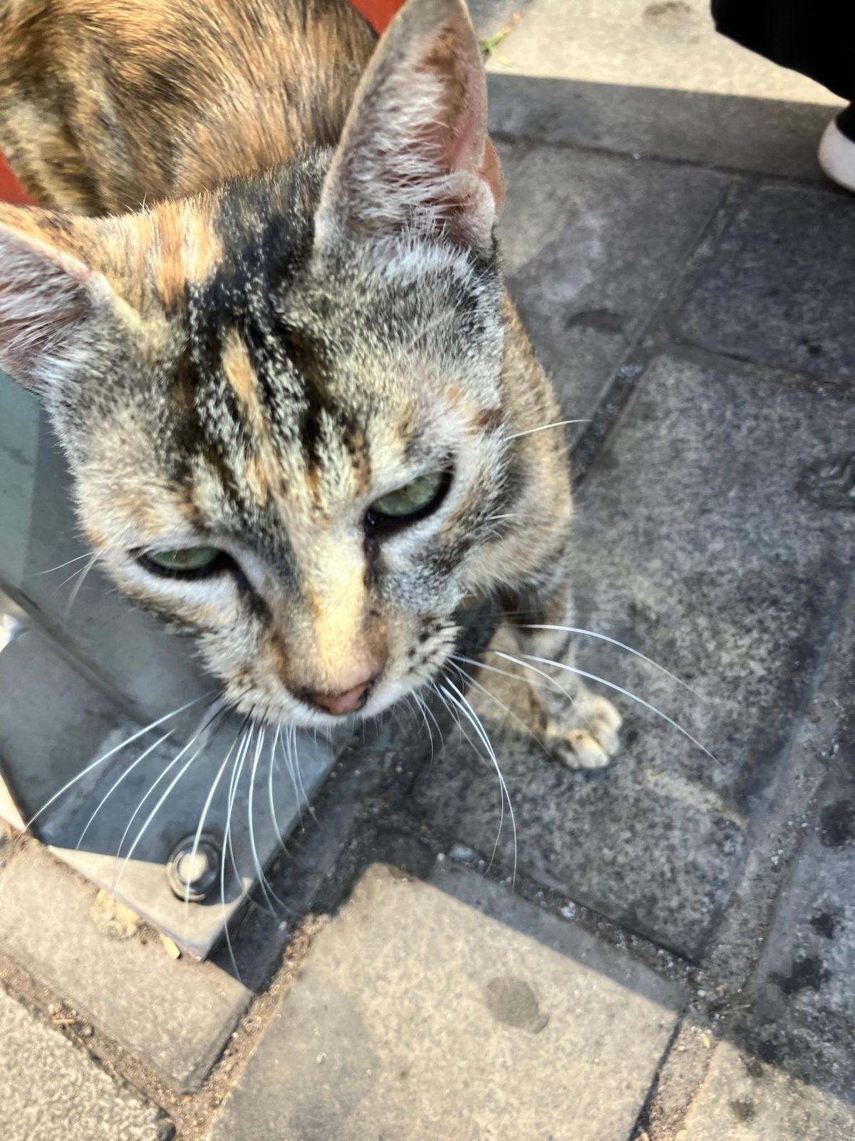 イスタンブール　旧市街
至る所にモスク！
壮大すぎて全体を写真に収めること...