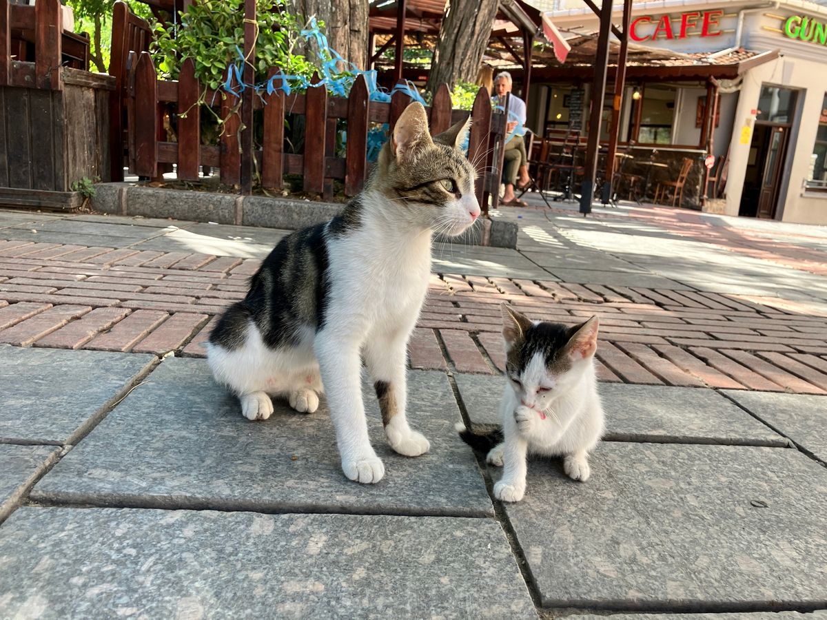 ガラタ橋
朝から釣り人、居ました。そして有名な靴磨き詐欺の方々も。実際にブ...