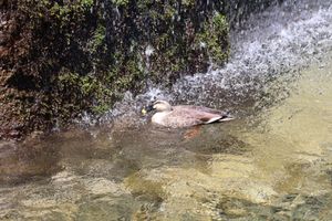 鬼押出園の次は白糸の滝。