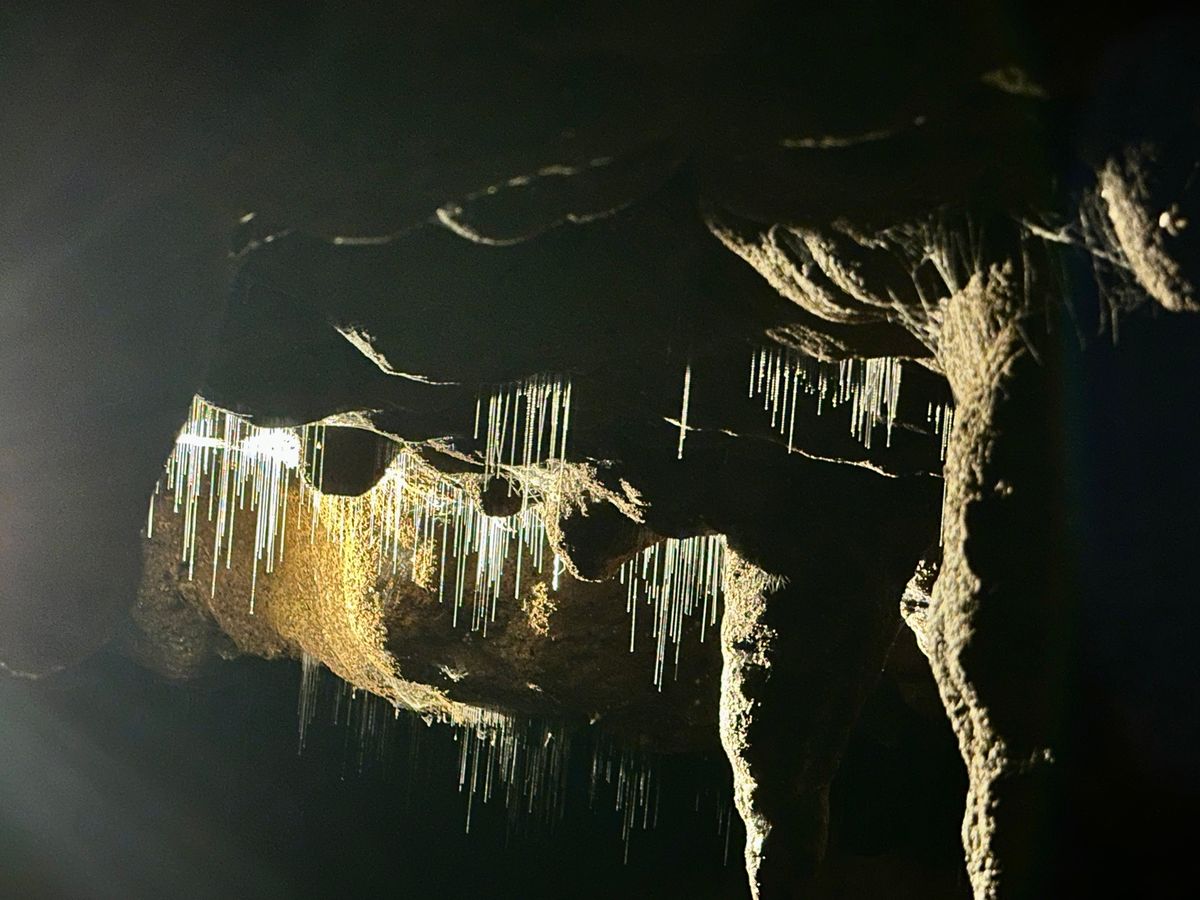 グローワーム洞窟は、約3000万年前に形成され、雨水などが入り込んで作られ...