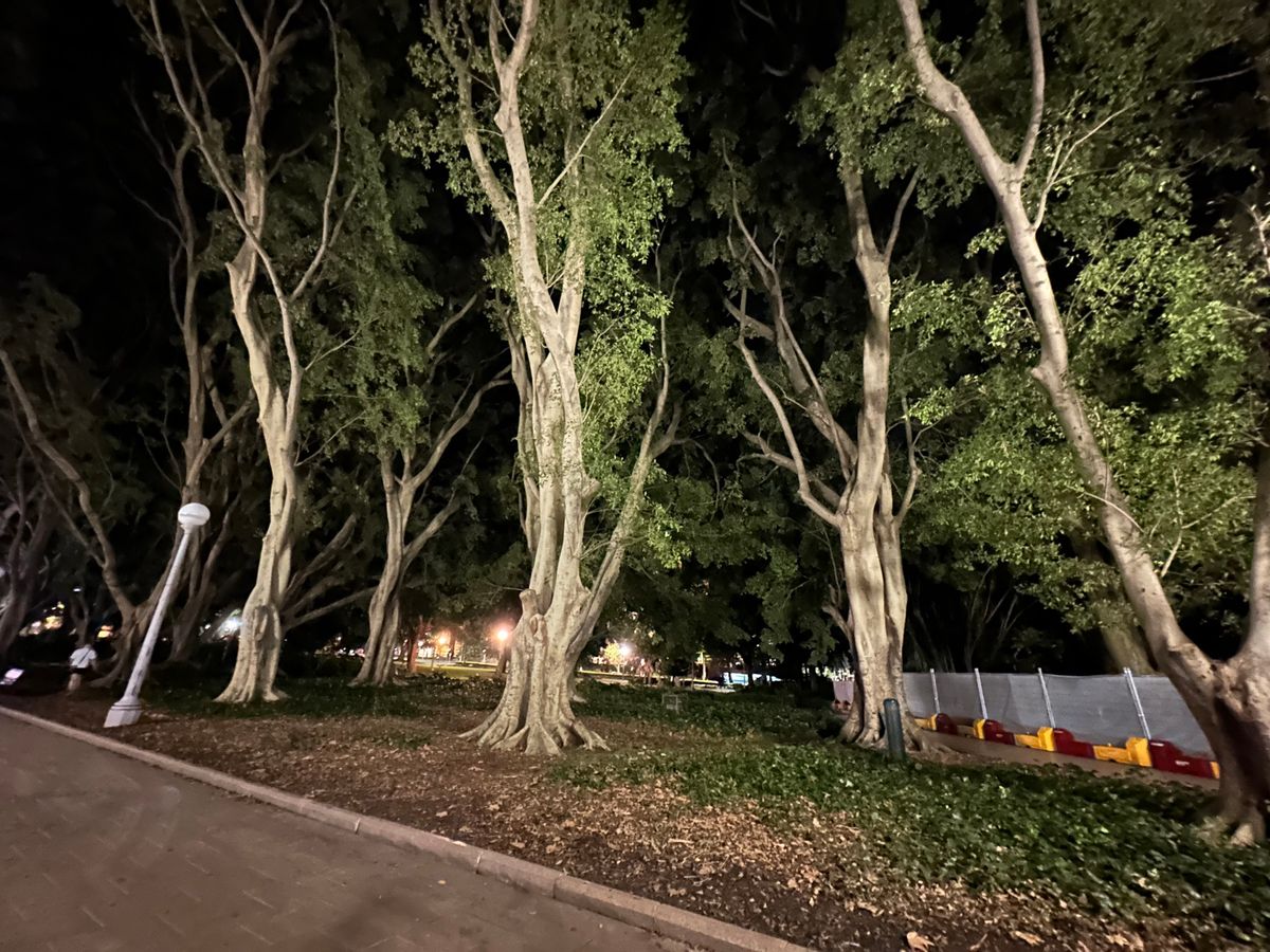 ハイドパークからライトアップされたNSW州立図書館を抜けてオペラハウスへ向...