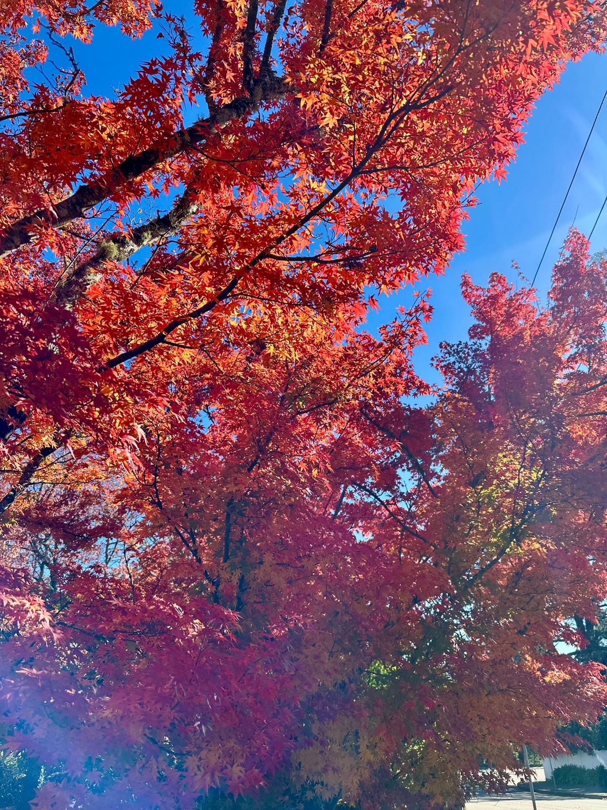 世界遺産Blue Mountains

日本とは逆の季節なので紅葉が綺麗。...