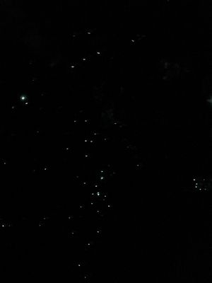 土ホタル。

土ボタル(グロウワーム)とはオーストラリアとニュージランドに...
