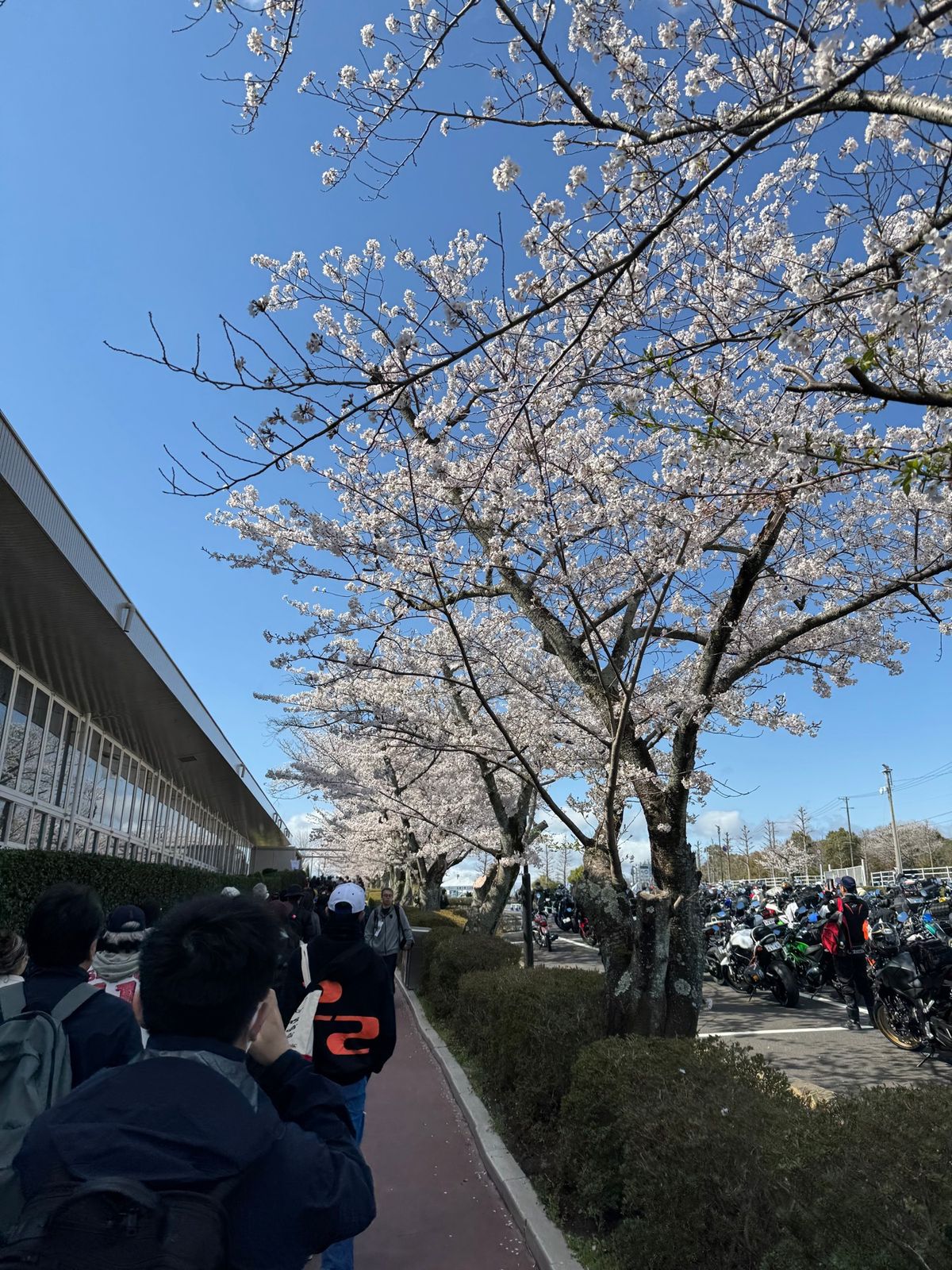 鈴鹿の桜🌸が満開でした
