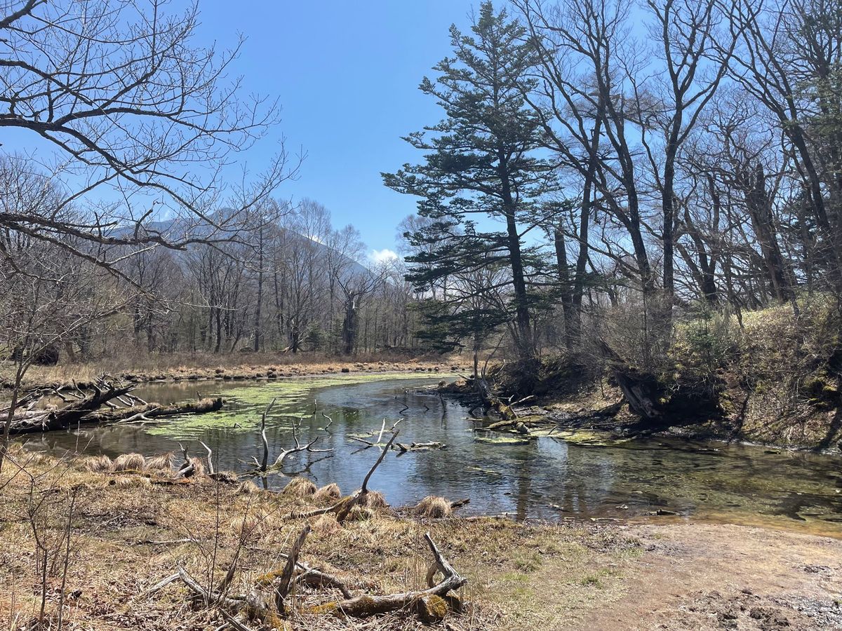 雄大な男体山を眺めながら歩くコース。木道の遊歩道なので、ハイカーだけでなく...