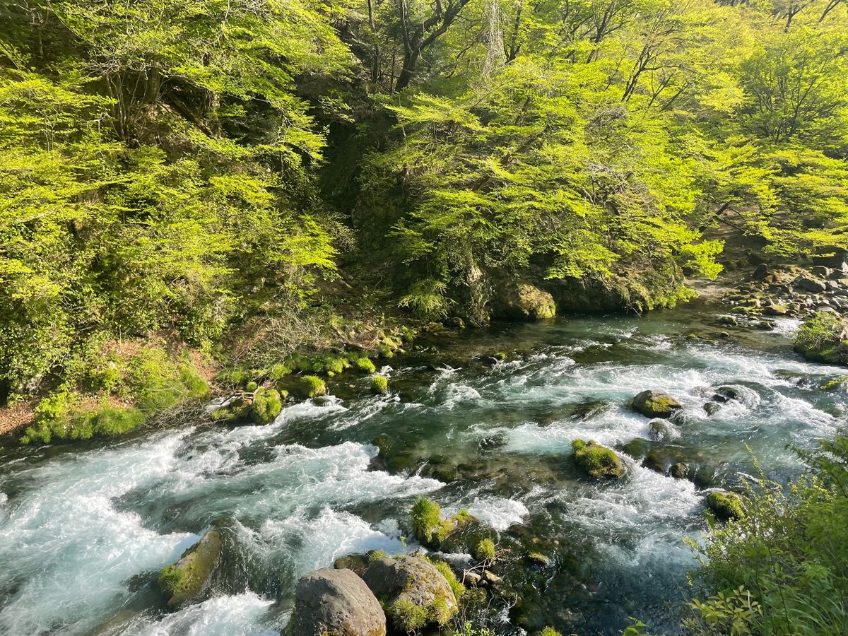 日光の名所の一つ、神橋。青紅葉が美しい。