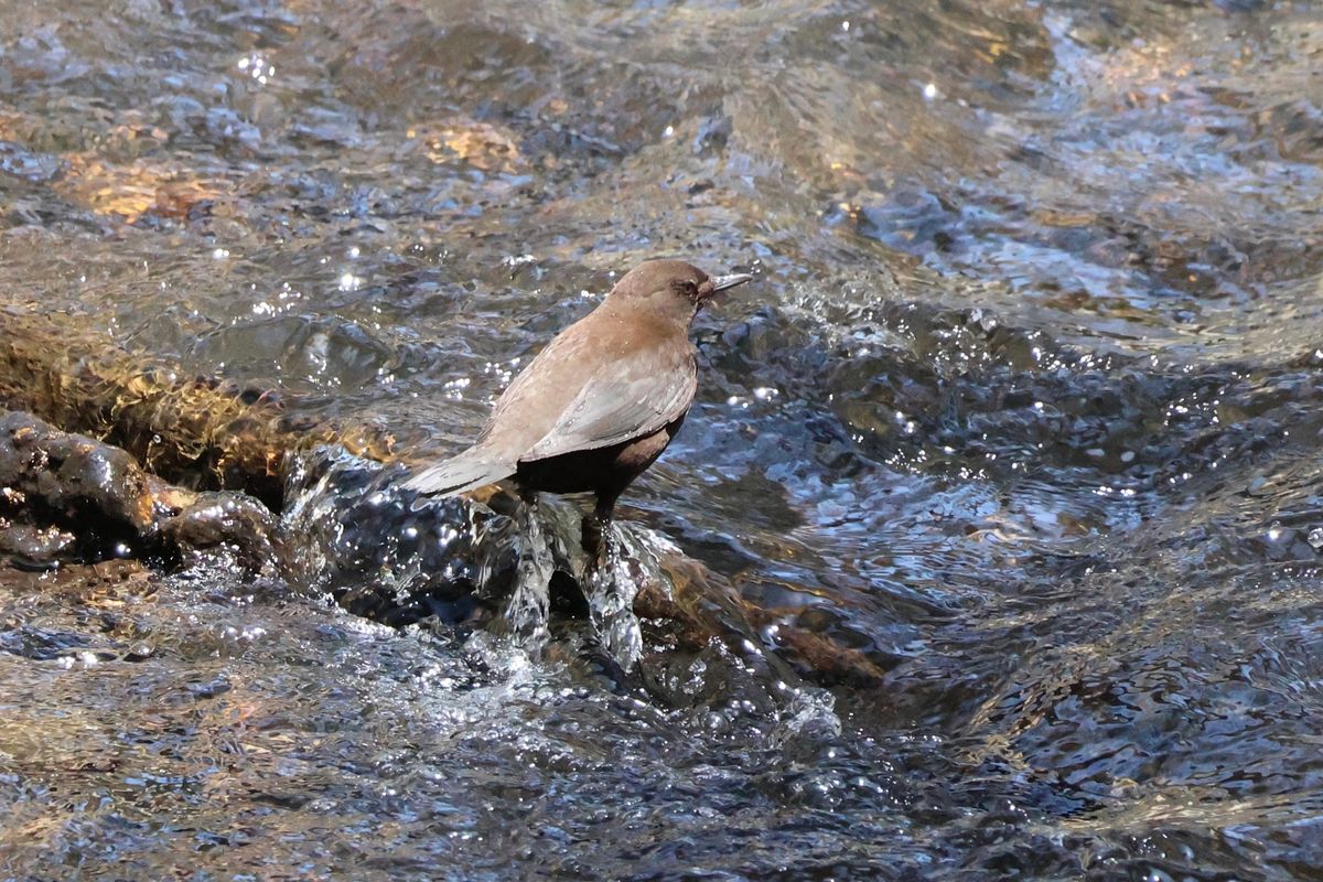 戦場ヶ原で出会った野鳥たち。カワガラスの親子にコゲラ、コガラ。声だけを含め...