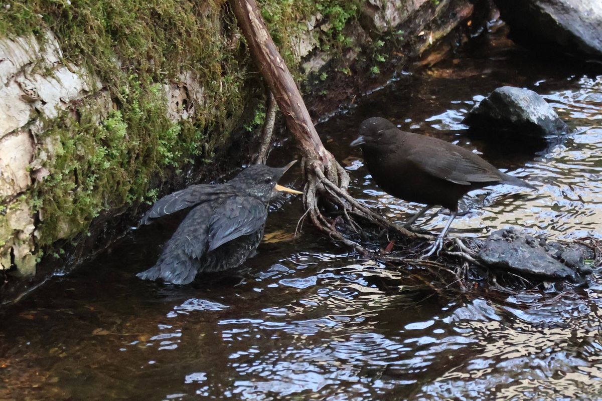 戦場ヶ原で出会った野鳥たち。カワガラスの親子にコゲラ、コガラ。声だけを含め...