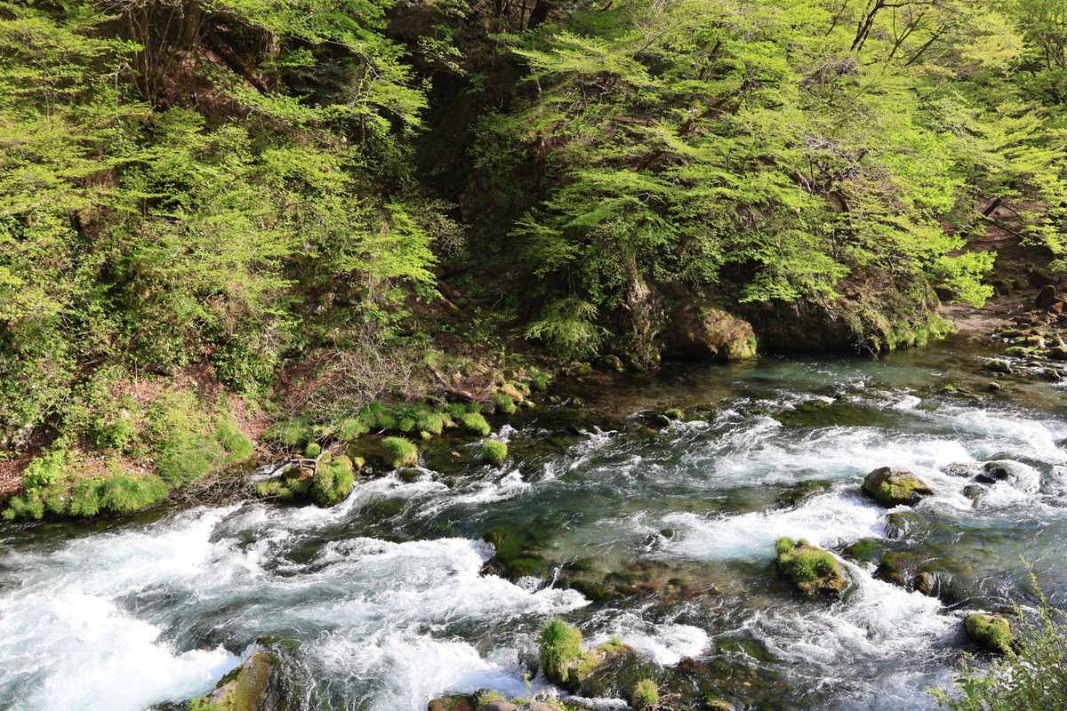 日光の名所の一つ、神橋。青紅葉が美しい。
