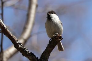 戦場ヶ原で出会った野鳥たち。カワガラスの親子にコゲラ、コガラ。声だけを含め...