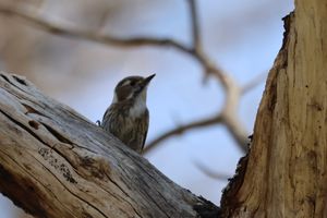 戦場ヶ原で出会った野鳥たち。カワガラスの親子にコゲラ、コガラ。声だけを含め...