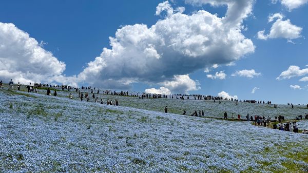 日本・茨城県「初めての国営ひたち海浜公園【ネモフィラ】」の写真