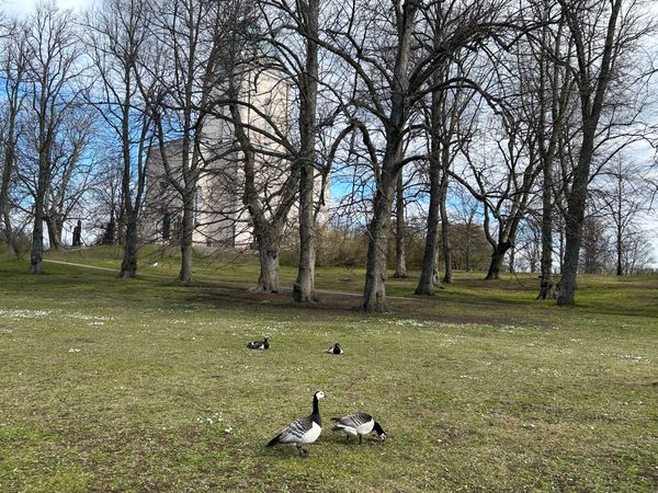 フィンランド・Helsinki「2025ストックホルム&ヘルシンキの旅」の写真