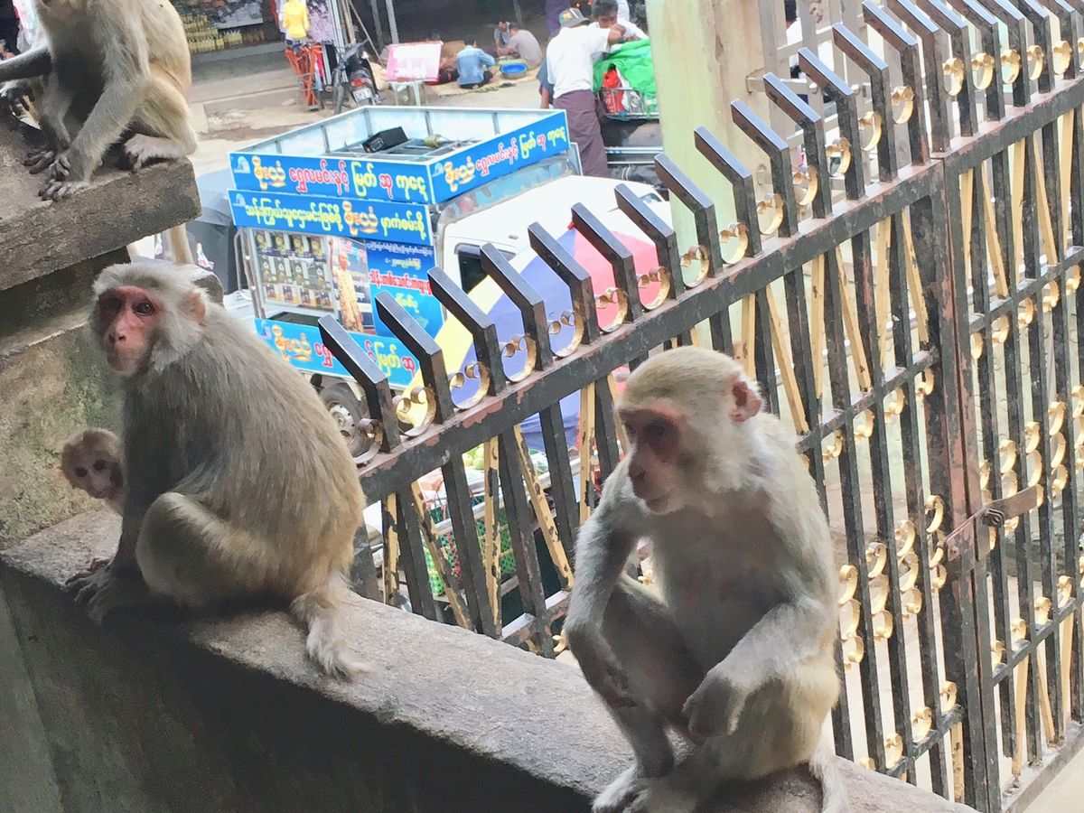 ポッパ山へ
めちゃくちゃ猿いる！
てっぺんからは絶景
