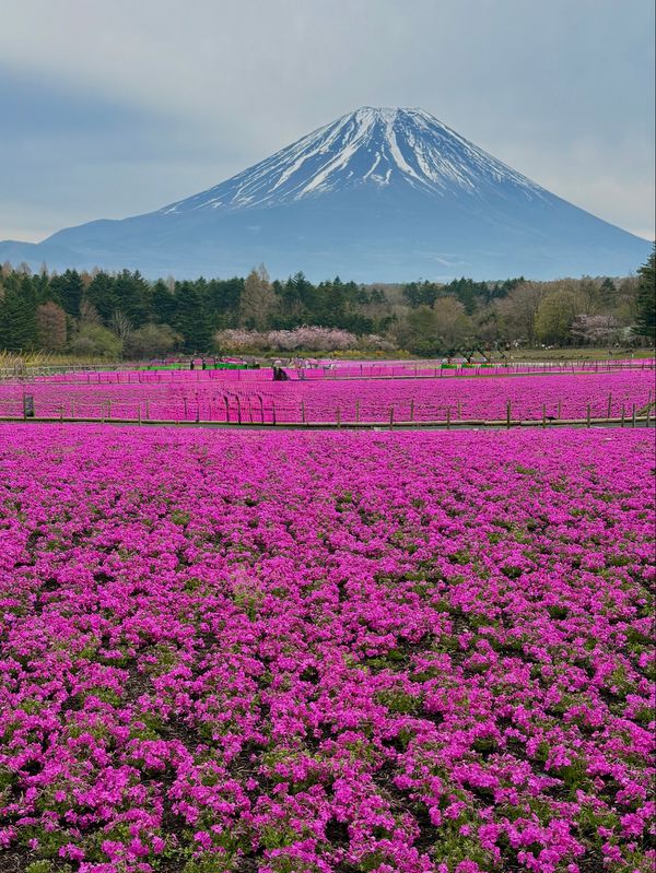 日本・山梨県「久しぶりの山梨県」の写真