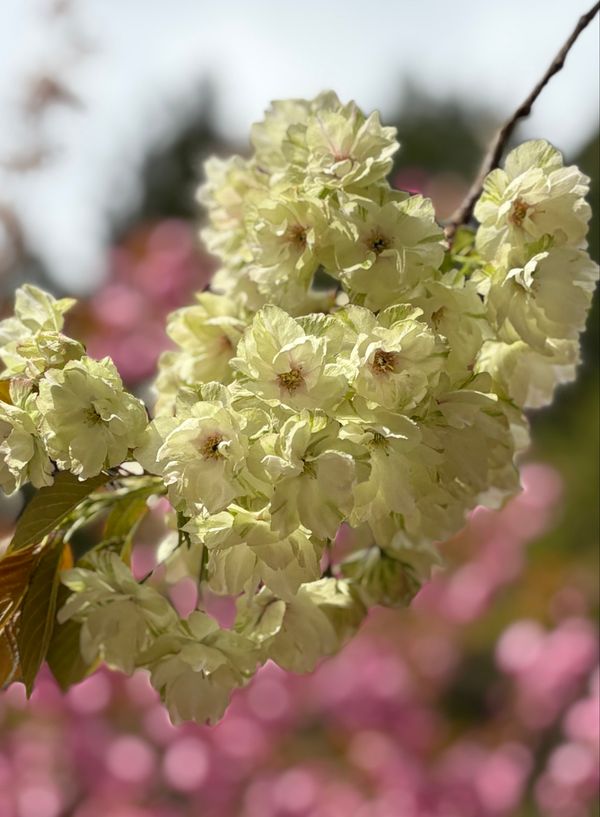 日本・山梨県「久しぶりの山梨県」の写真