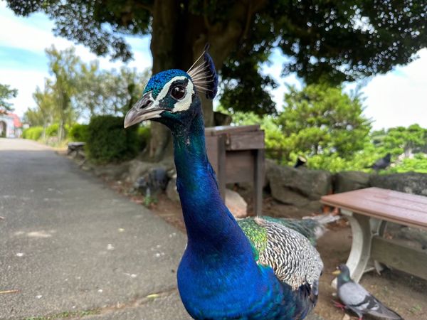 日本・静岡県「伊豆ゆうか誕生日お祝い旅行」の写真