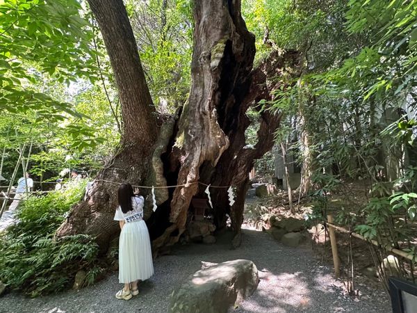 日本・静岡県「伊豆ゆうか誕生日お祝い旅行」の写真：行きに熱海にある神社に
自然豊かでよかった