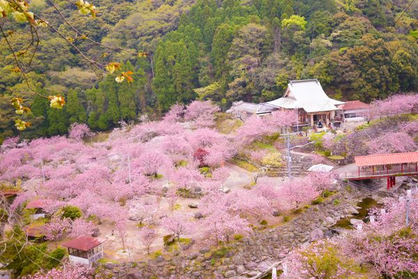 日本・大分県「大分県一心寺八重桜」の写真