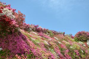 松本ツツジ園