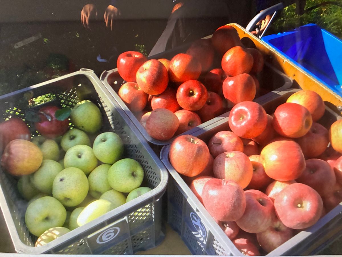 りんご狩りの写真
よく行ってたなぁー
キロ単位で購入してた！