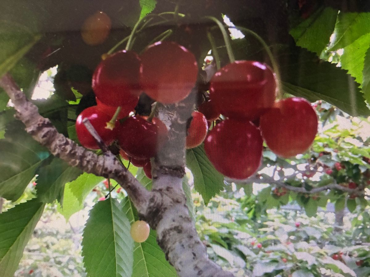 さくらんぼ🍒