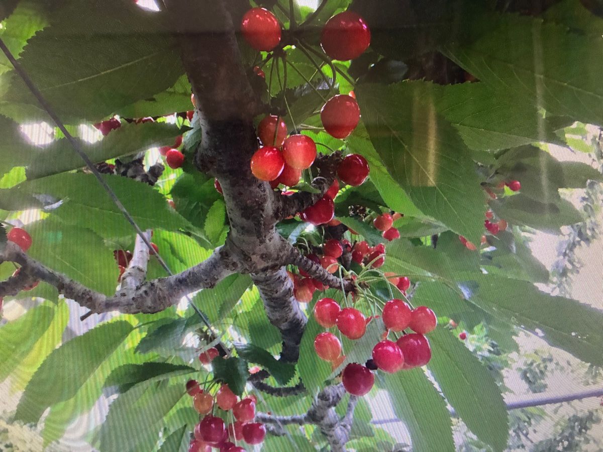 さくらんぼ🍒